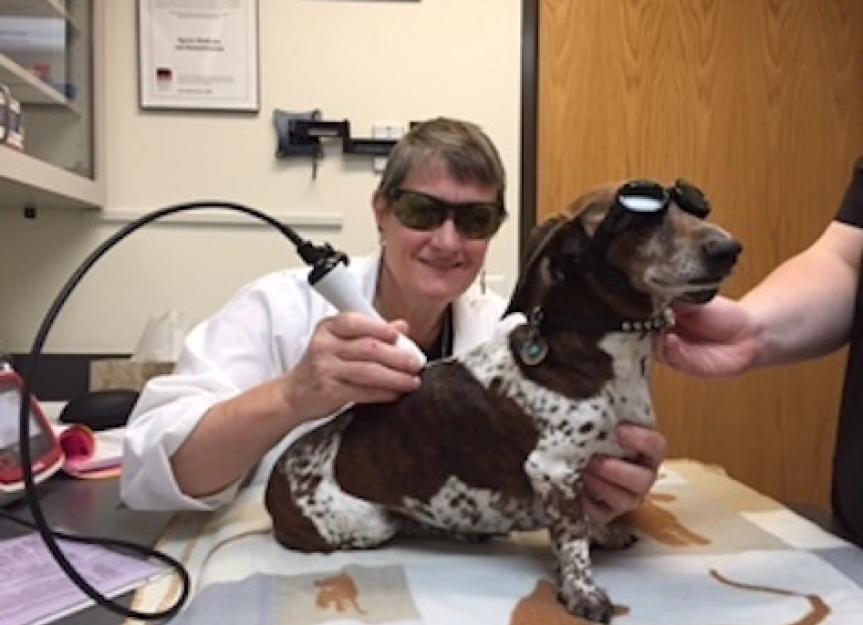 Laser Therapy for dogs