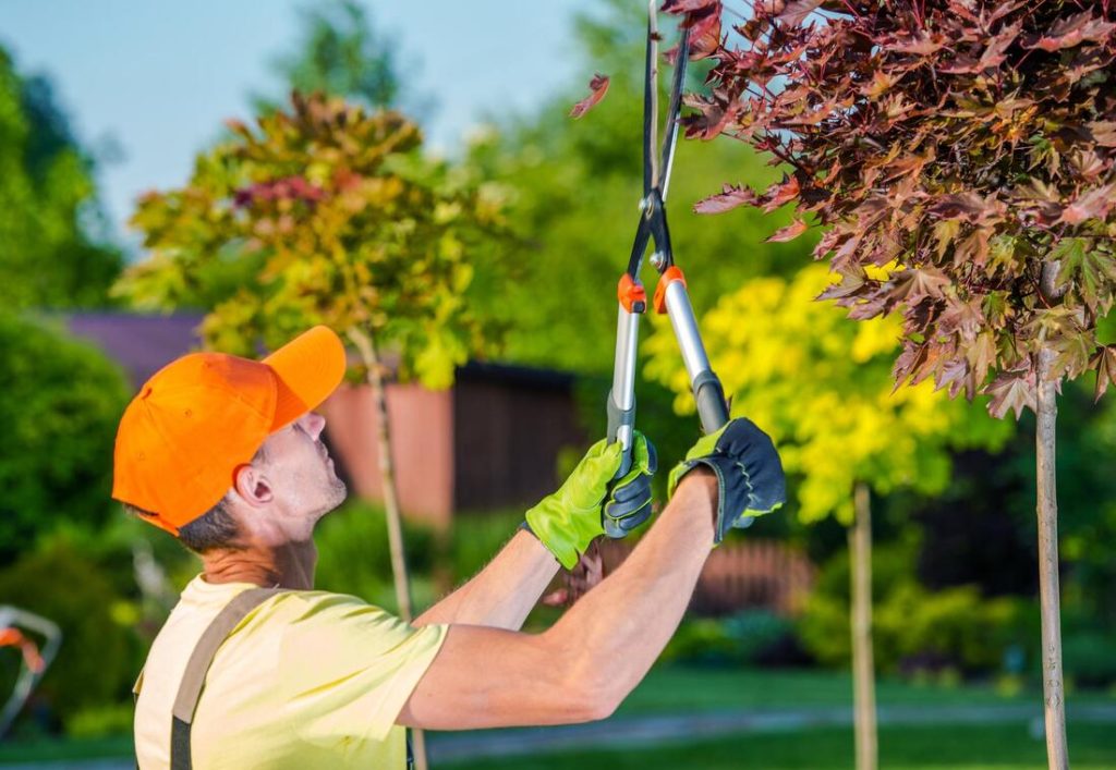 Tree service